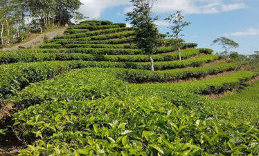 Nglinggo Tea Plantation & Borobudur Tour