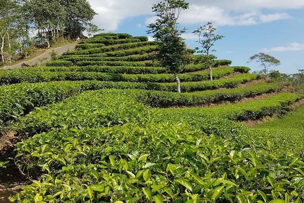 Nglinggo Tea Plantation & Borobudur Tour