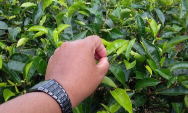 Nglinggo Tea Plantation & Borobudur Tour